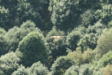 A Common Kestrel in Alsace 