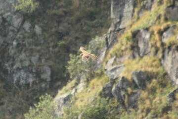 A Common Kestrel in Alsace 