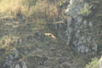 A Common Kestrel in Alsace 
