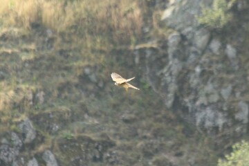 A Common Kestrel in Alsace 