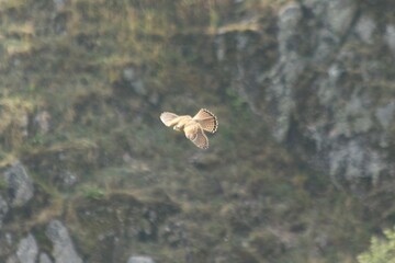 A Common Kestrel in Alsace 