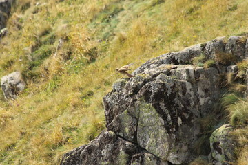 A Common Kestrel in Alsace 