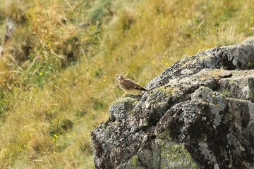 A Common Kestrel in Alsace 