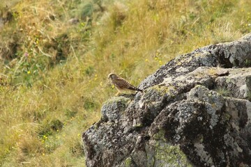 A Common Kestrel in Alsace 