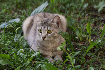Cute grey stray cat lie on the ground among green grass in summer, selected focus.