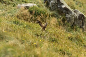 A Common Kestrel in Alsace 