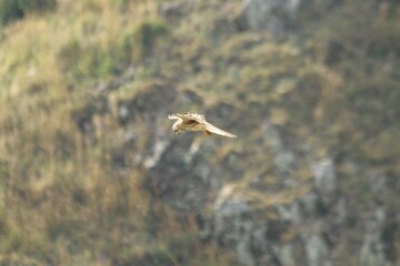 A Common Kestrel in Alsace 