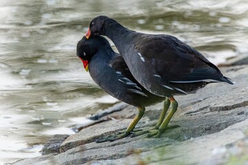 A couple of common moorhens, black and brown birds with a red and yellow beak and green legs, performing display on the stone shore by a lake. Grey water in the background.