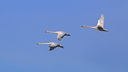 Fototapeta premium Three white swans flying on the sky. Whooper swan or common swan (Cygnus cygnus).