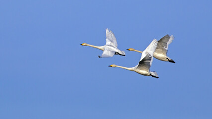 Three white swans flying on  the sky. Whooper swan or common swan (Cygnus cygnus).