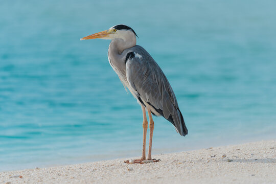 Grey Heron on the beach - Powered by Adobe