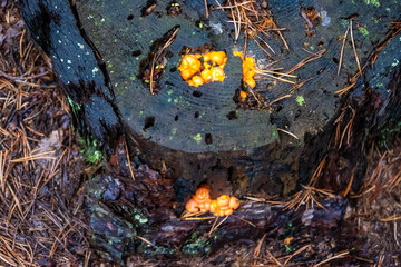 Orange mushrooms on a tree in the forest. Nature concept. High quality photo