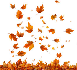 colorful autumn leaves falling on an isolated transparent background 