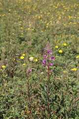 flowers in the field