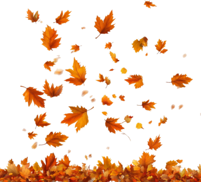 colorful autumn leaves falling on an isolated transparent background 