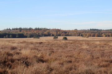 de heide