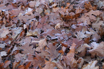 Herfstbladeren