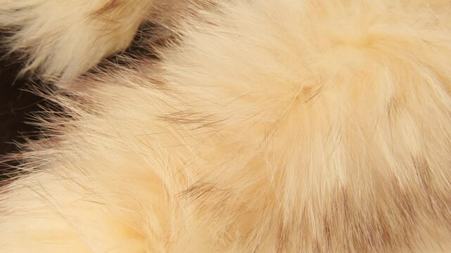 Female hands inspecting, touching natural fur, texture and quality, hands-on testing, tactile satisfaction, furrier industry, sewing fur Manufacturing
