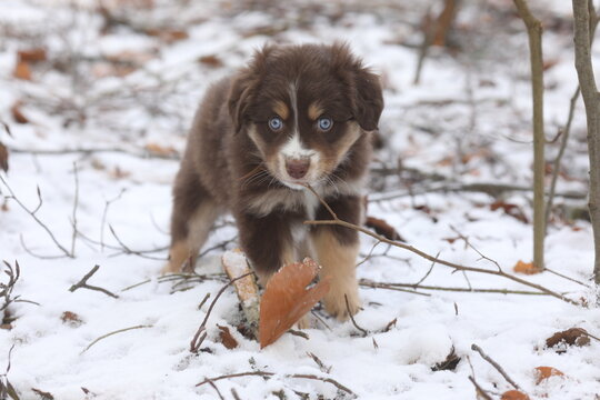 A small brown and white dog is standing in the snow with its head dow
