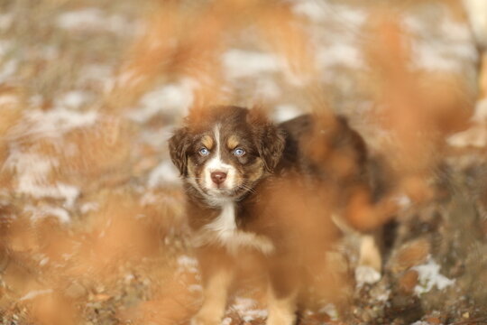 A small brown and white dog is standing in the snow with its head dow