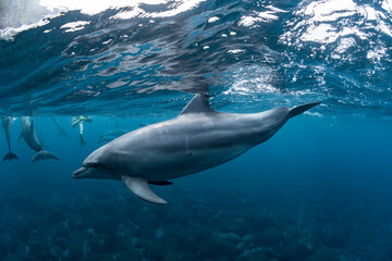 Indian Bottlenose Dolphin