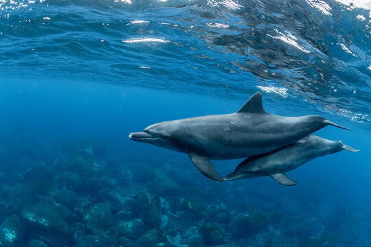 Indian Bottlenose Dolphin