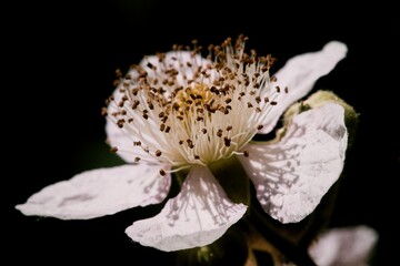 Cherry blossom on the dark background