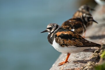 Bird Ruddy Turnstone