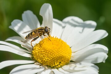 Hoverfly wasp on the blossom of daisy