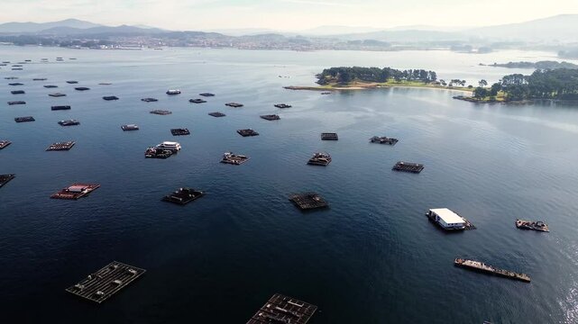 Aerial drone view of mussel rafts o the sea in Pontevedra, Spain