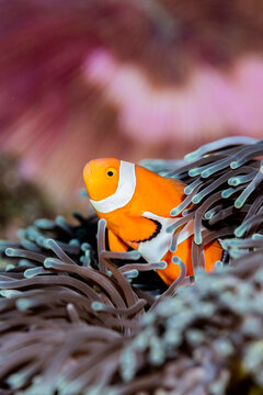 A Clownfish lives in a bleached anemone.