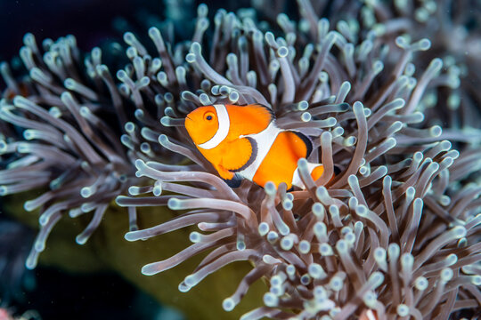 A Clownfish lives in a bleached anemone.