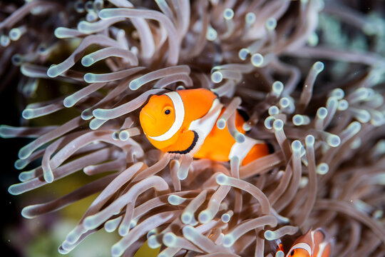 A Clownfish lives in a bleached anemone.