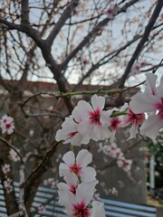 Winter blossom in Argentina 