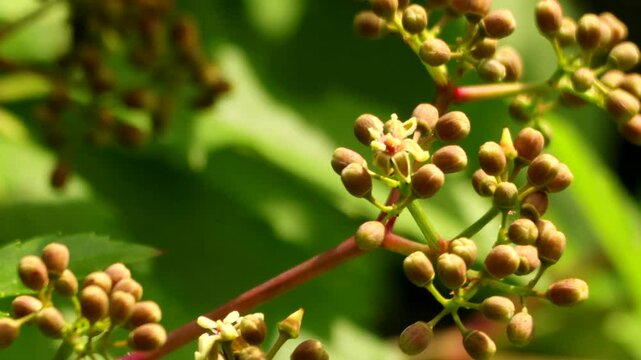 Wild vine flowers sway gently in the wind on a sunny day