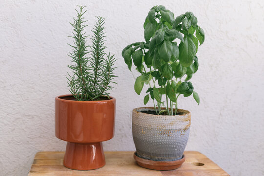 Two potted plants