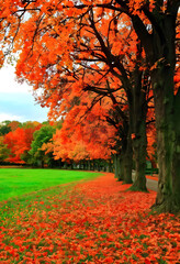 Autumn trees high color