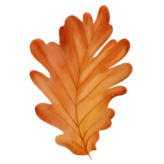 Watercolor autumn oak leaf . Hand drawn illustration. Transparent PNG. 