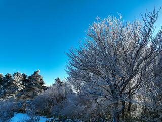 高知県仁淀川町　真冬の中津明神山　山頂付近の風景