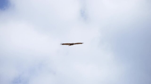 Golden Eagle gliding in the sky on a cloudy day flapping wings in slow motion.