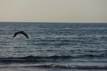 flight of a seagull