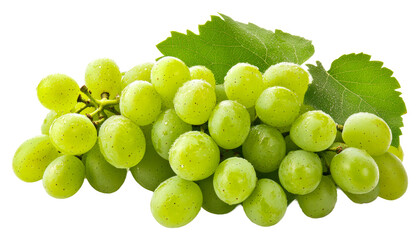 Vivid green grapes on a vine with bright leaves in daylight isolated on transparent background
