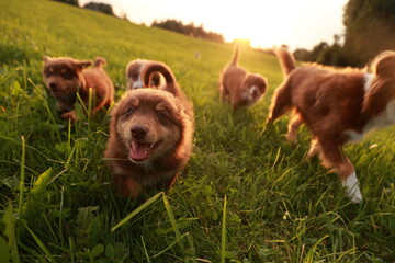 A group of puppies playing in a field