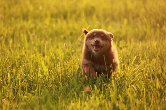 A brown bear cub is running through a field of grass