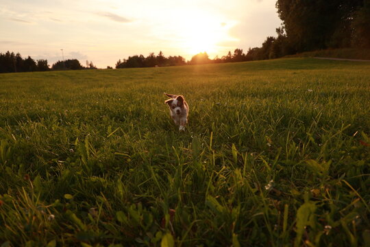 A dog is running through a field of grass