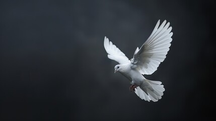 Fototapeta premium Flying Dove. White Dove Soaring in Sky on Isolated Black Background