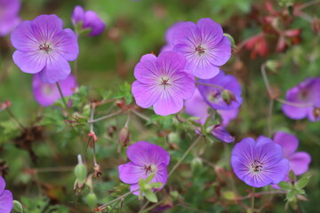 Purple flower of a Geranium also known as hardy geranium or cranesbill. 