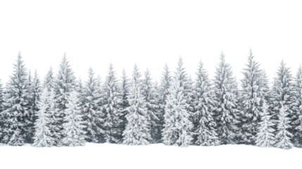 Snow-covered evergreen trees in a winter landscape at dawn isolated on transparent background