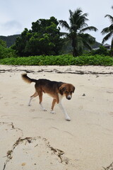 Dog on a beach in the Seychelles 