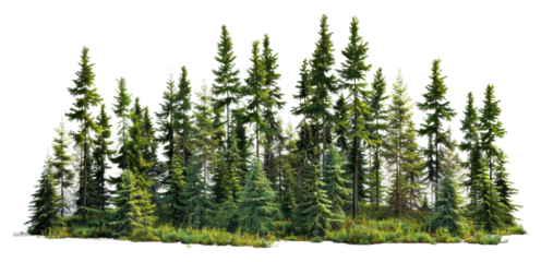 Lush green forest with tall pine trees and vibrant undergrowth isolated on transparent background